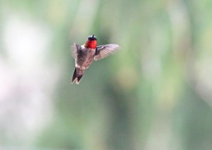 Ruby Throat